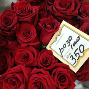 Эксплорер 70 см Эквадор