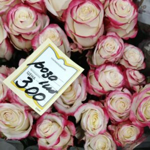 Эквадор свитнес 70 см